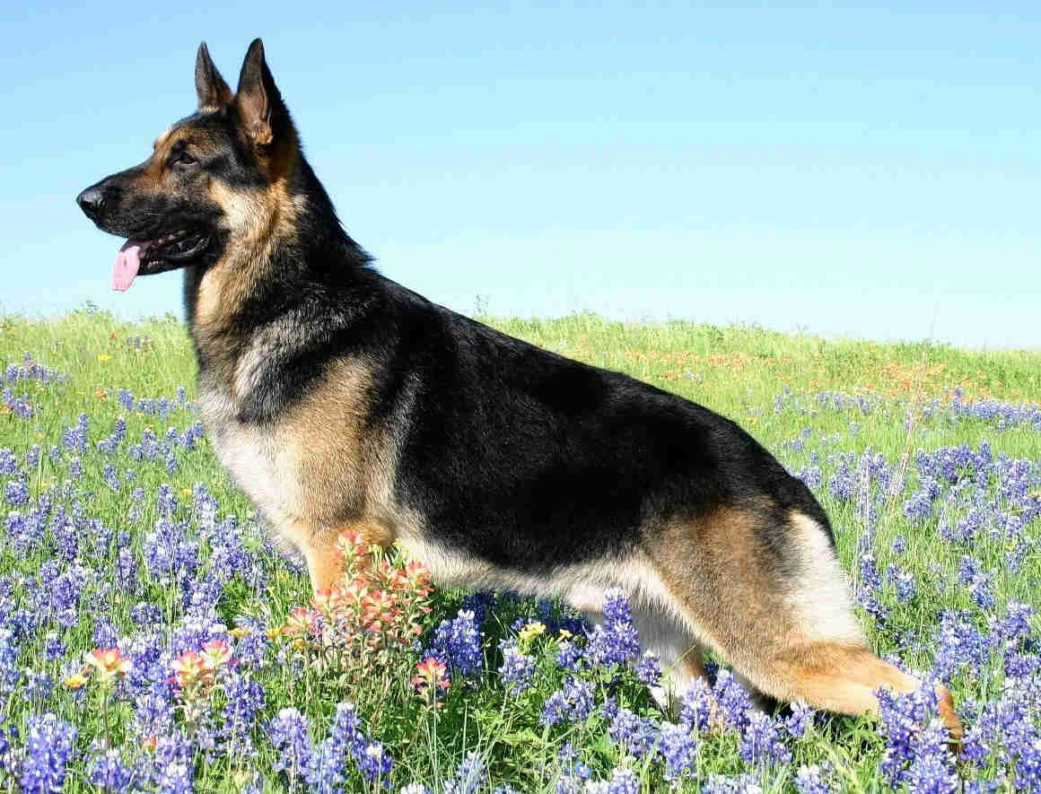 german shepherd